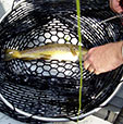 Brown Trout in the Net